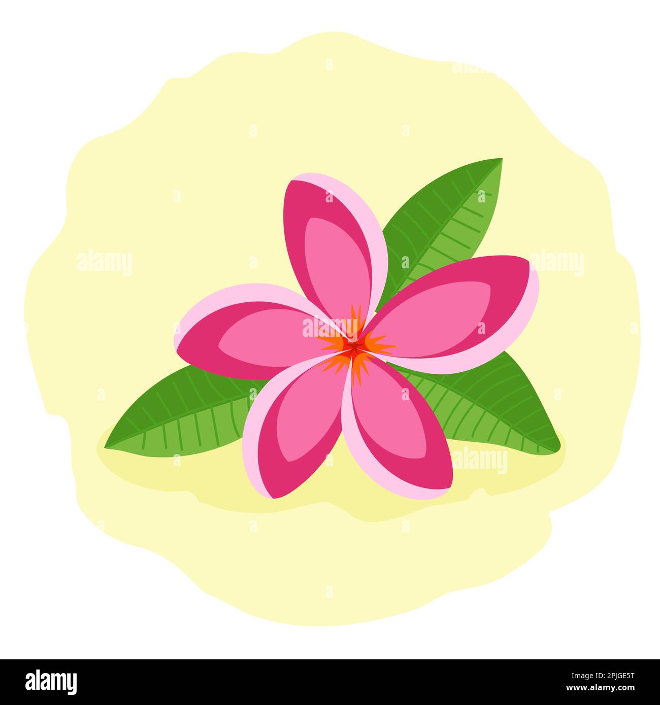 Frangipani rosa o plumeria. Bel fiore tropicale, illustrazione vettoriale. Illustrazione Vettoriale