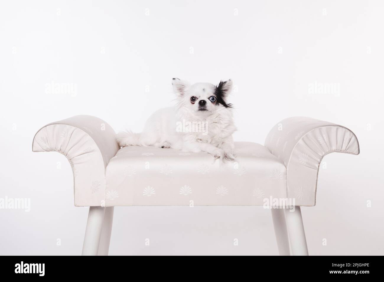 Chihuahua dai capelli lunghi su una panchina bianca isolata su uno sfondo bianco. Lunghi capelli chihuahua posati su una panca di raso bianco in uno studio bianco su bianco. Foto Stock