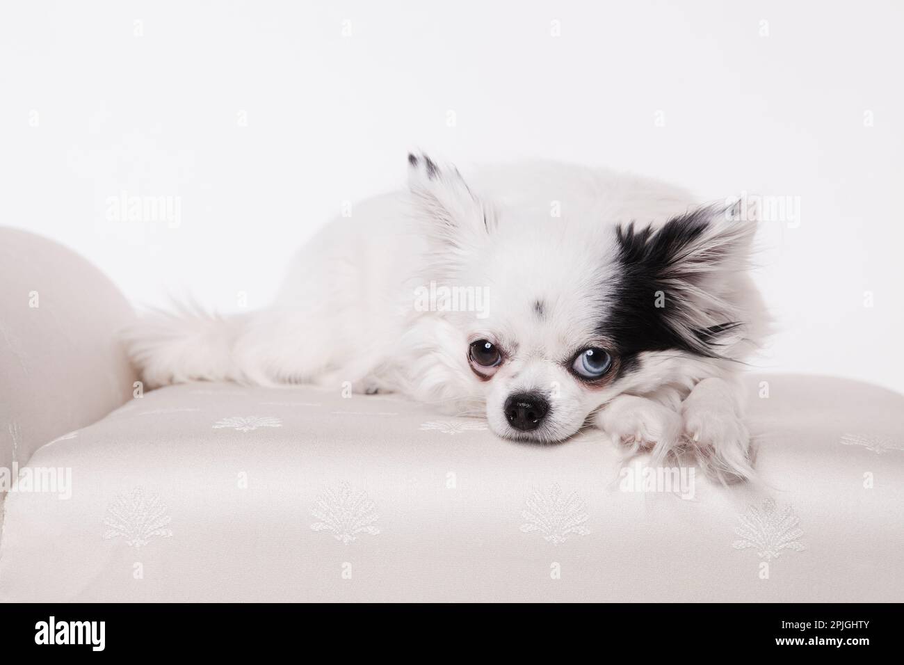 Chihuahua dai capelli lunghi su una panchina bianca isolata su uno sfondo bianco. Lunghi capelli chihuahua posati su una panca di raso bianco in uno studio bianco su bianco. Foto Stock