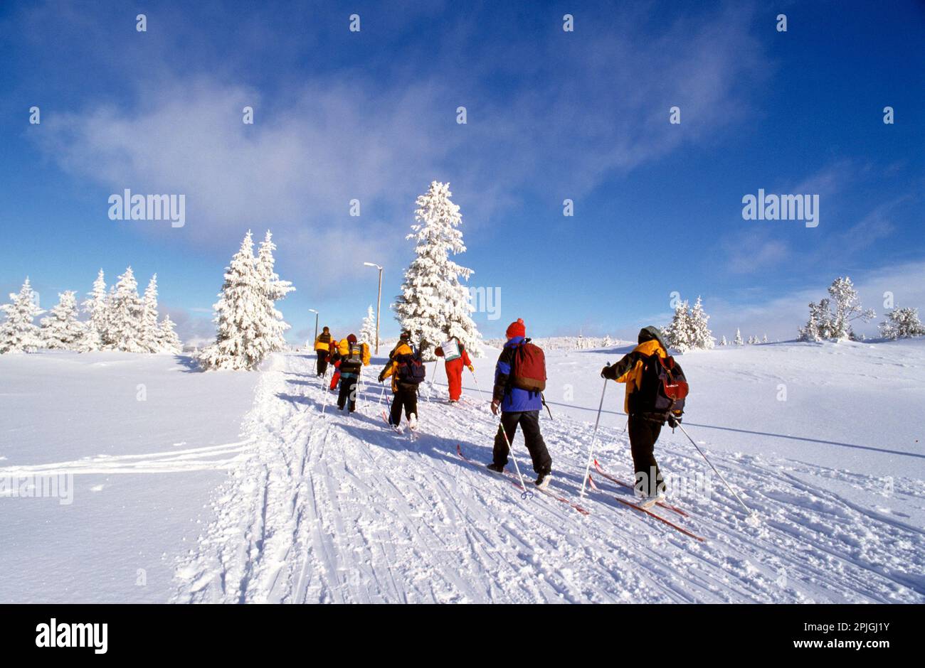 Sci di fondo su uno sfondo di abeti innevati e un cielo blu chiaro in Norvegia, Europa Foto Stock