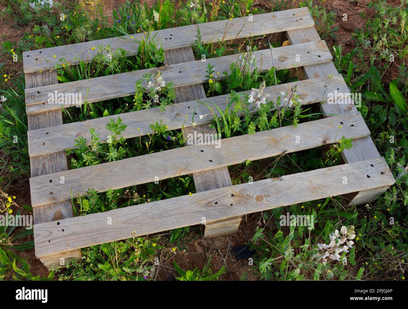 vassoio in legno su erba verde con fiori Foto Stock