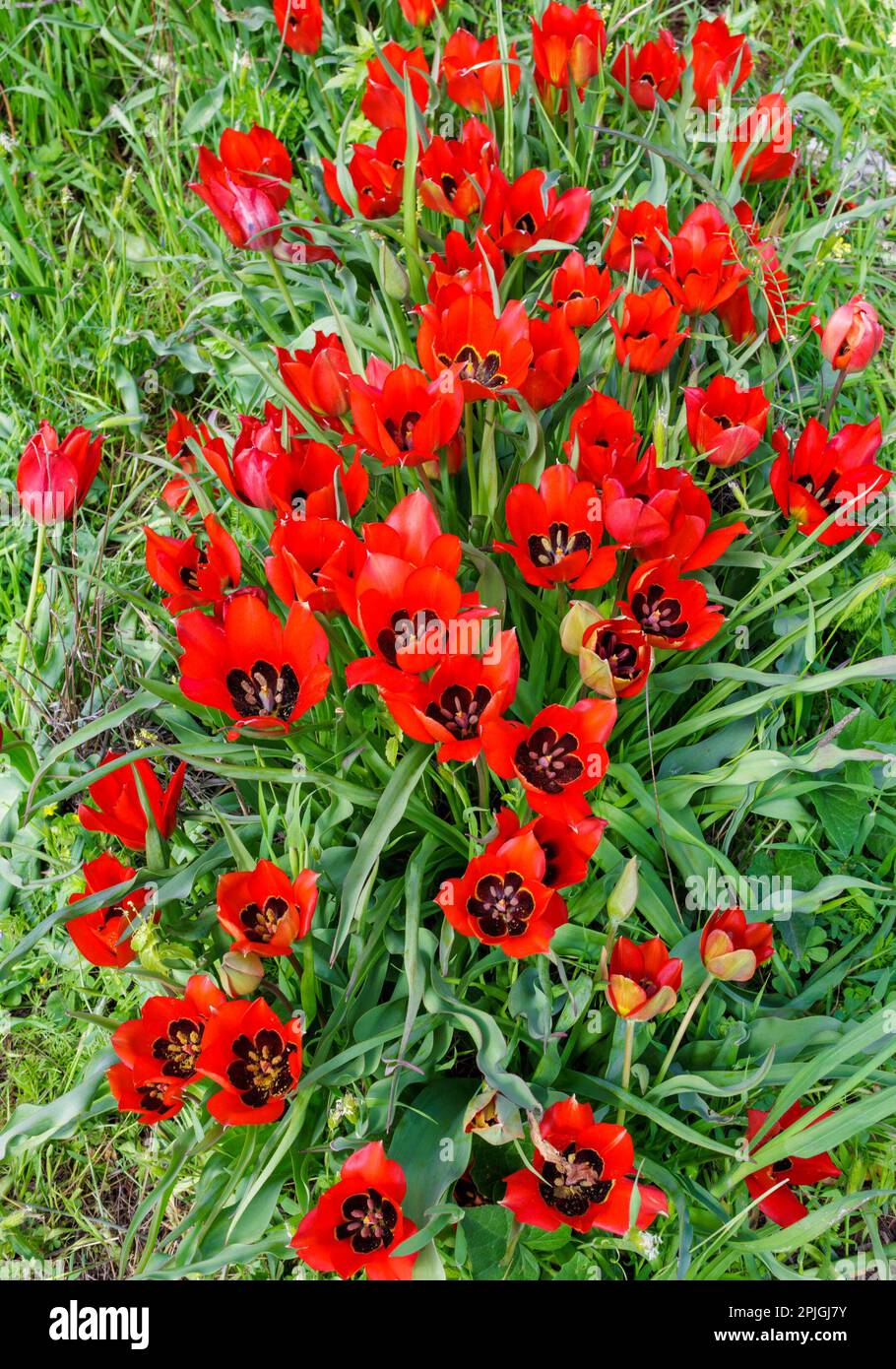 Grandi boccioli di tulipani rossi su un campo verde. Boccioli freschi di tulipani rossi. Molti fiori nella piantagione. Foto Stock