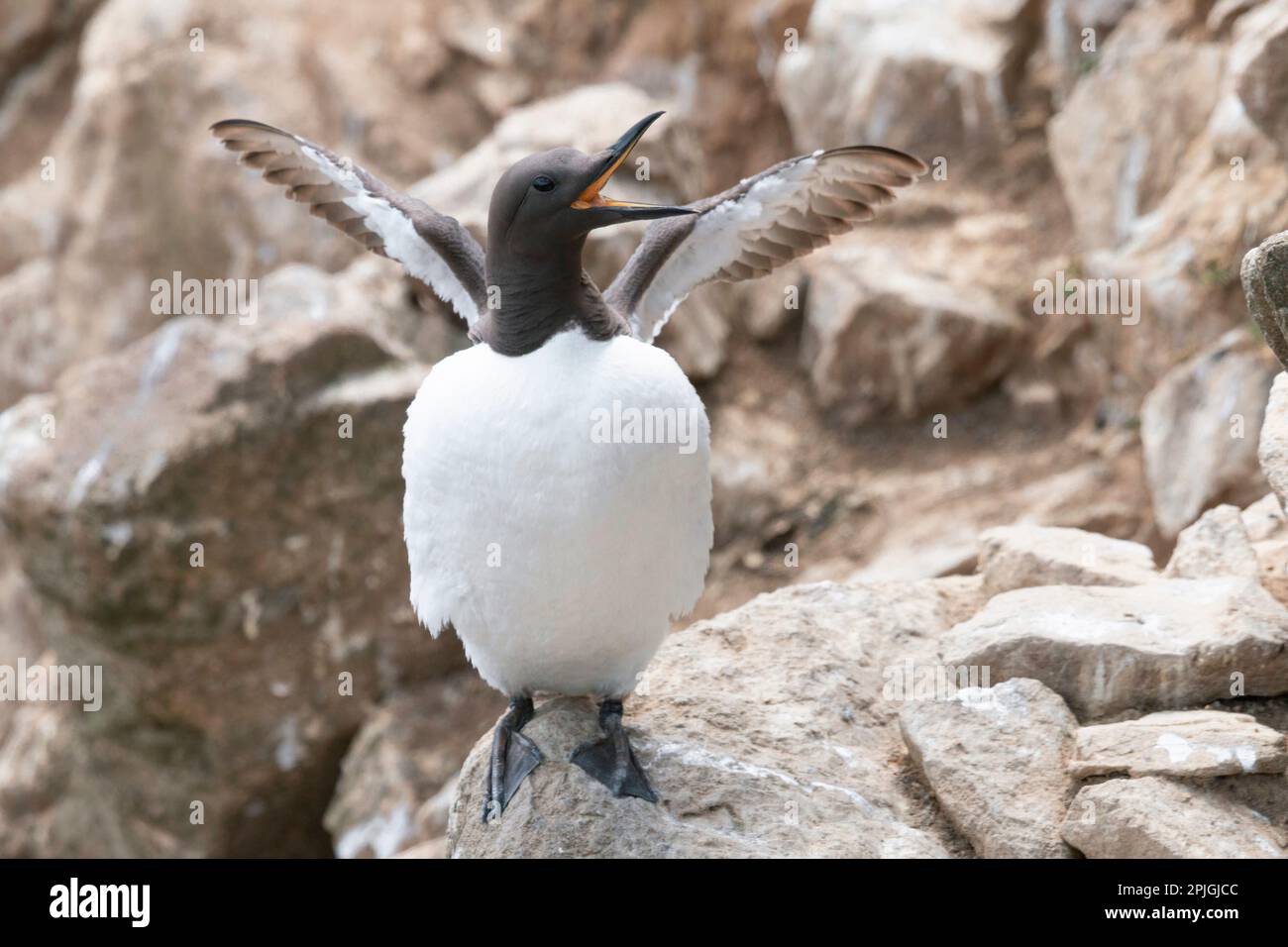 Espressione di gioia: Il Guillemot (Uria aalge) fotografato in Irlanda. Foto Stock