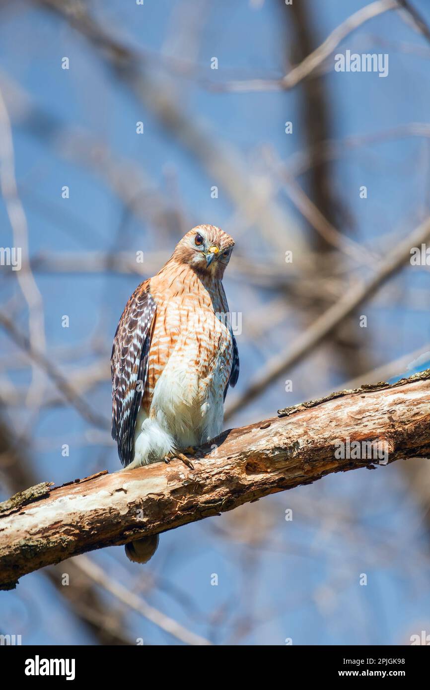 Falco dalle spalle rosse (Buteo lineatus) appollaiato su un ramo d'albero. Chesapeake e Ohio Canal National Historical Park. Maryland. STATI UNITI Foto Stock