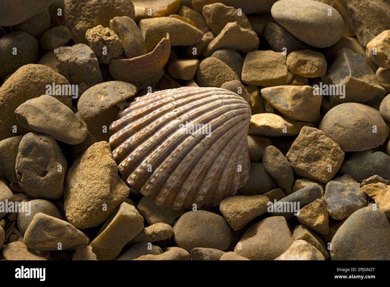 Cockle Sea Shell Foto Stock