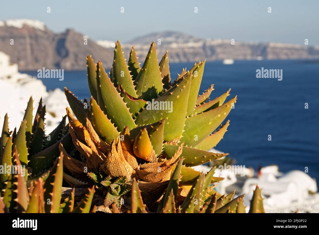 Un primo piano di una pianta di aloe a Oia, Santorini, Grecia Foto Stock