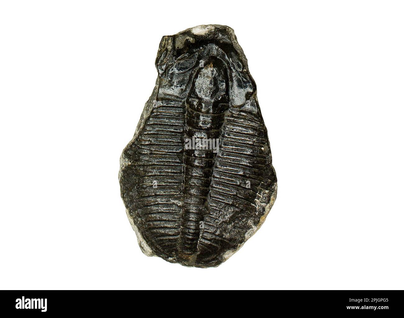 Fossile trilobita, Elrathia kingii, esemplare isolato su sfondo bianco Foto Stock