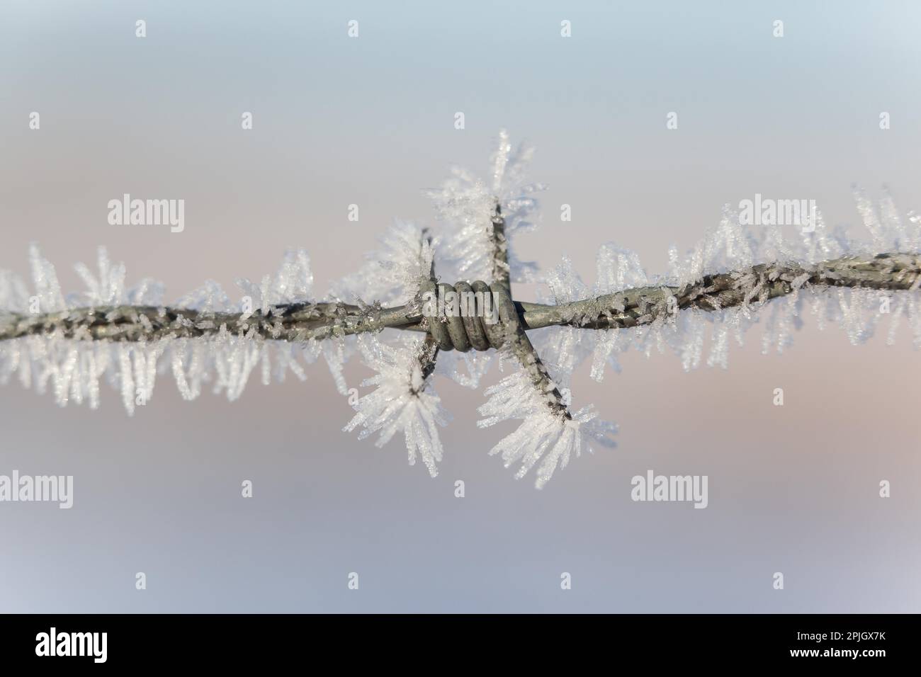 Il gelo dei cristalli di ghiaccio Foto Stock