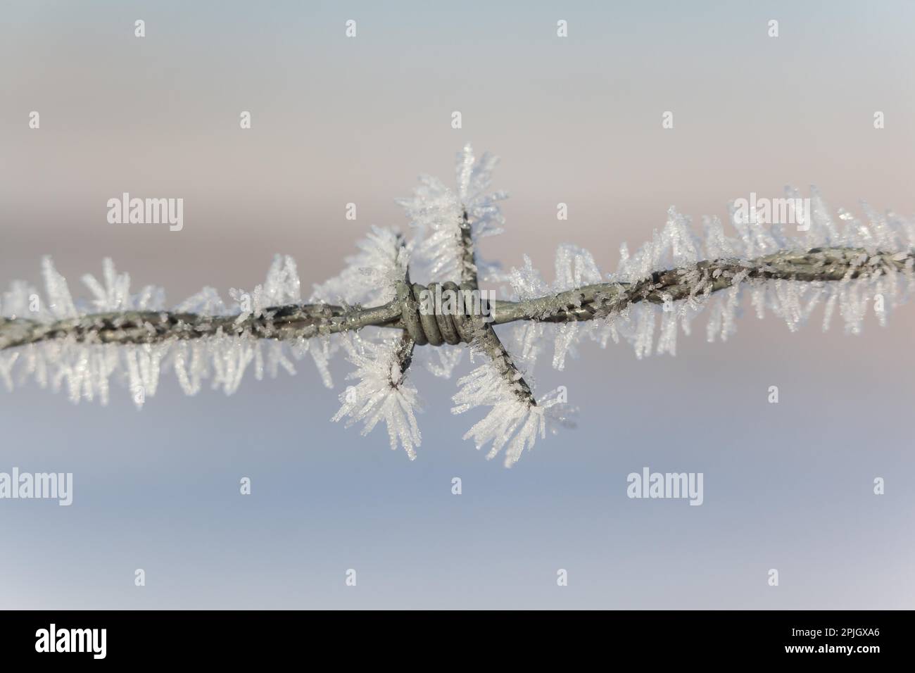 Il gelo dei cristalli di ghiaccio Foto Stock