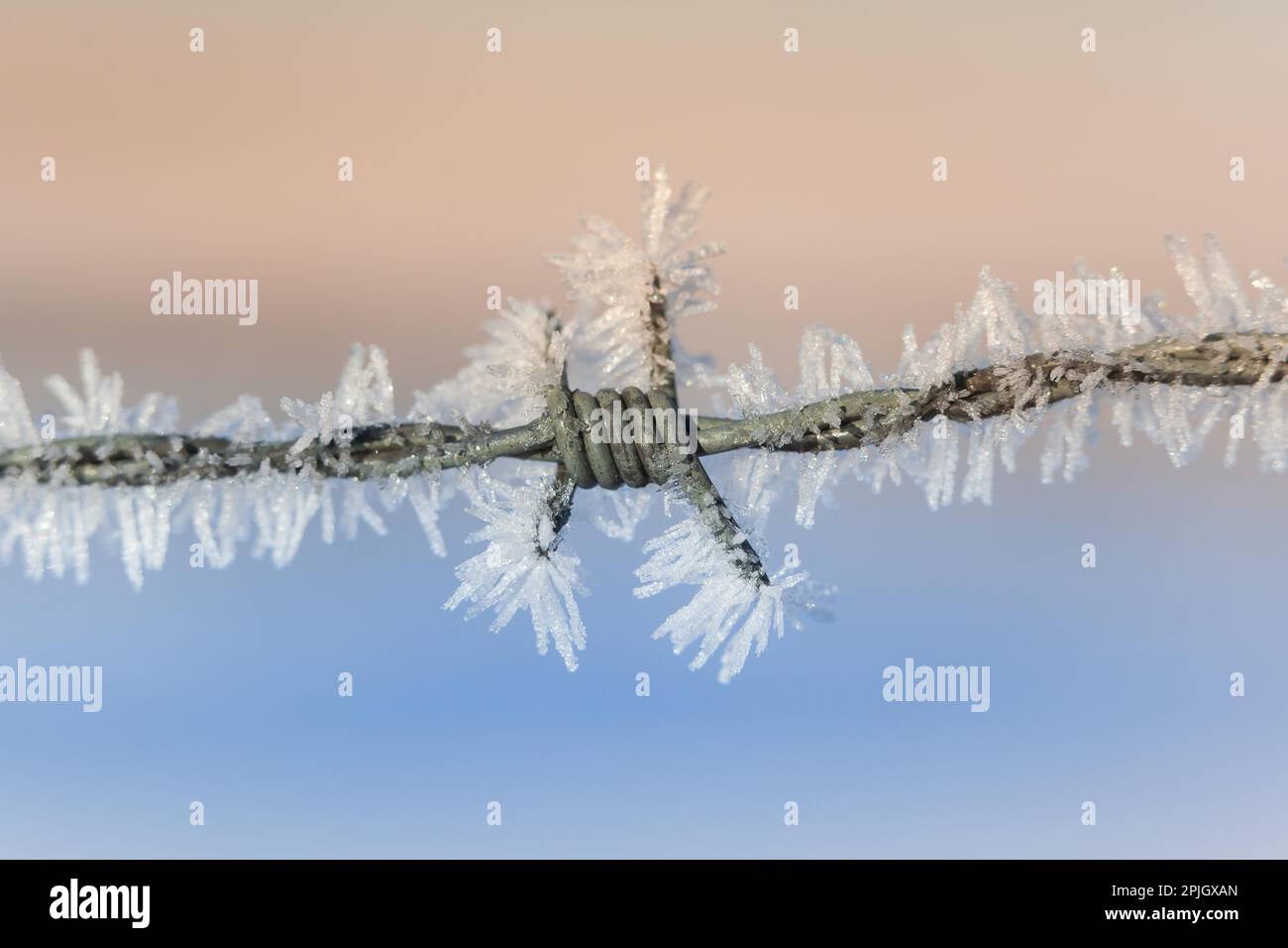 Il gelo dei cristalli di ghiaccio Foto Stock
