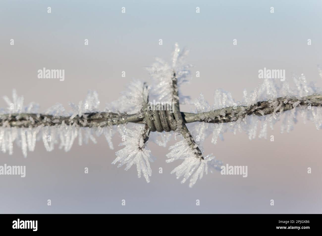 Il gelo dei cristalli di ghiaccio Foto Stock