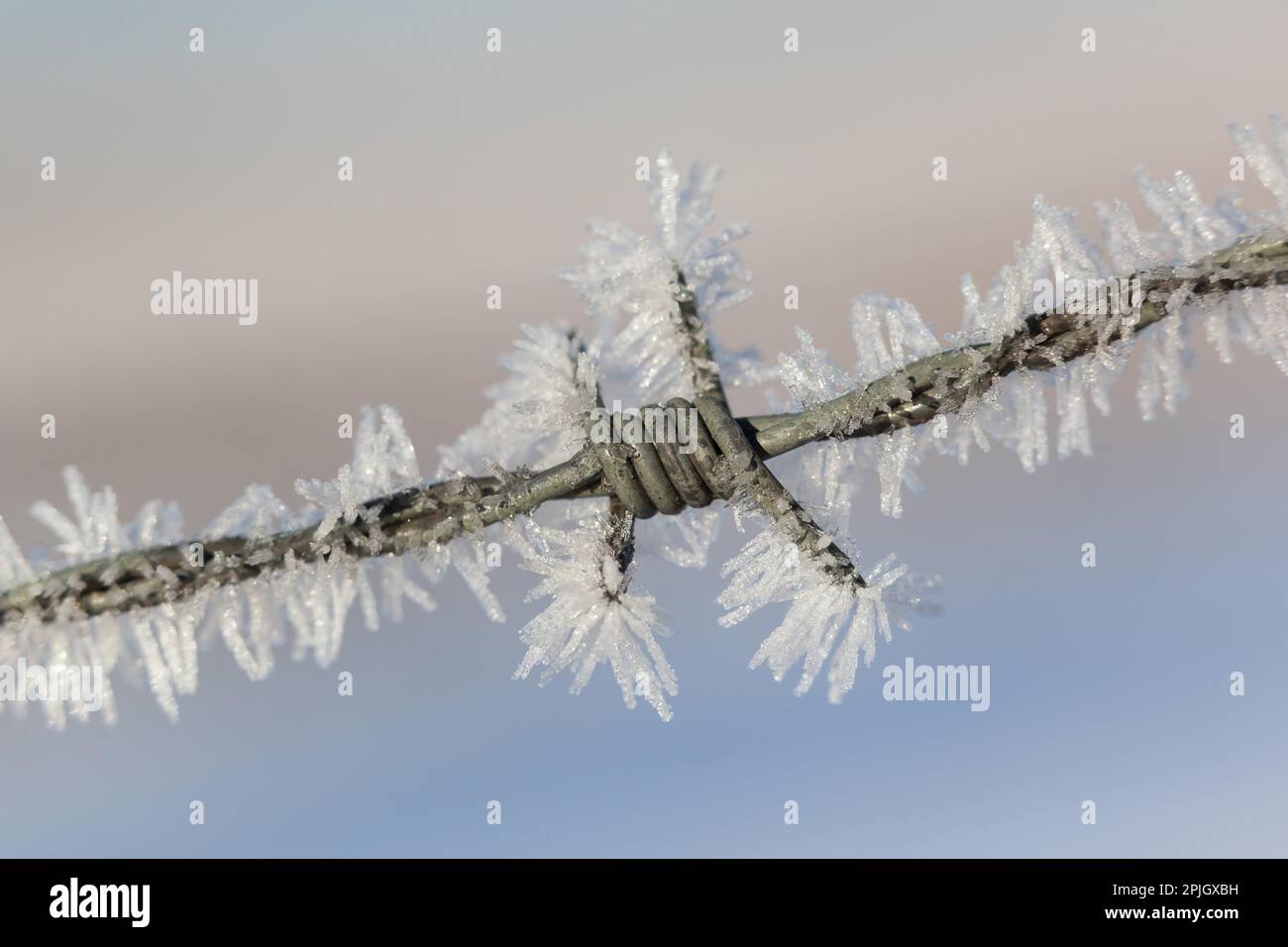 Il gelo dei cristalli di ghiaccio Foto Stock
