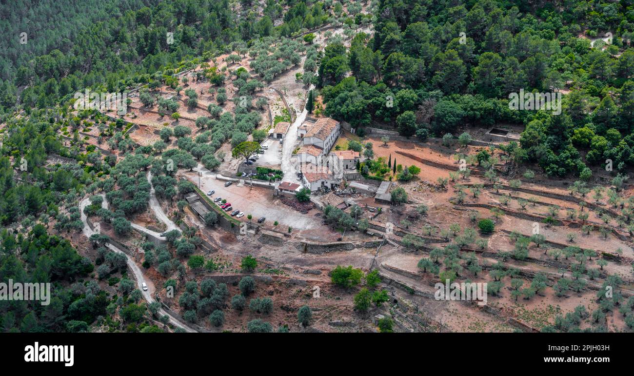 Fattoria solitaria, piantagione di olive, Maiorca, Spagna Foto Stock