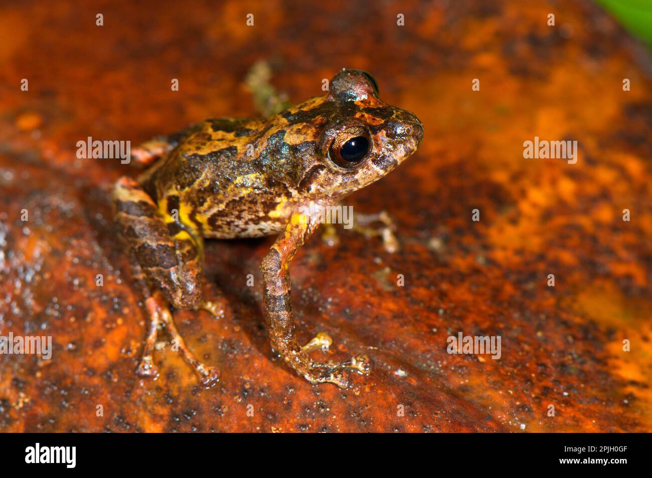 Rana predatoria di Santa Isabel (Pristimantis lindae) adulto, esemplare molto scuro, seduto su lettiera, tra Cusco e Manu N. P. Andes, Perù Foto Stock