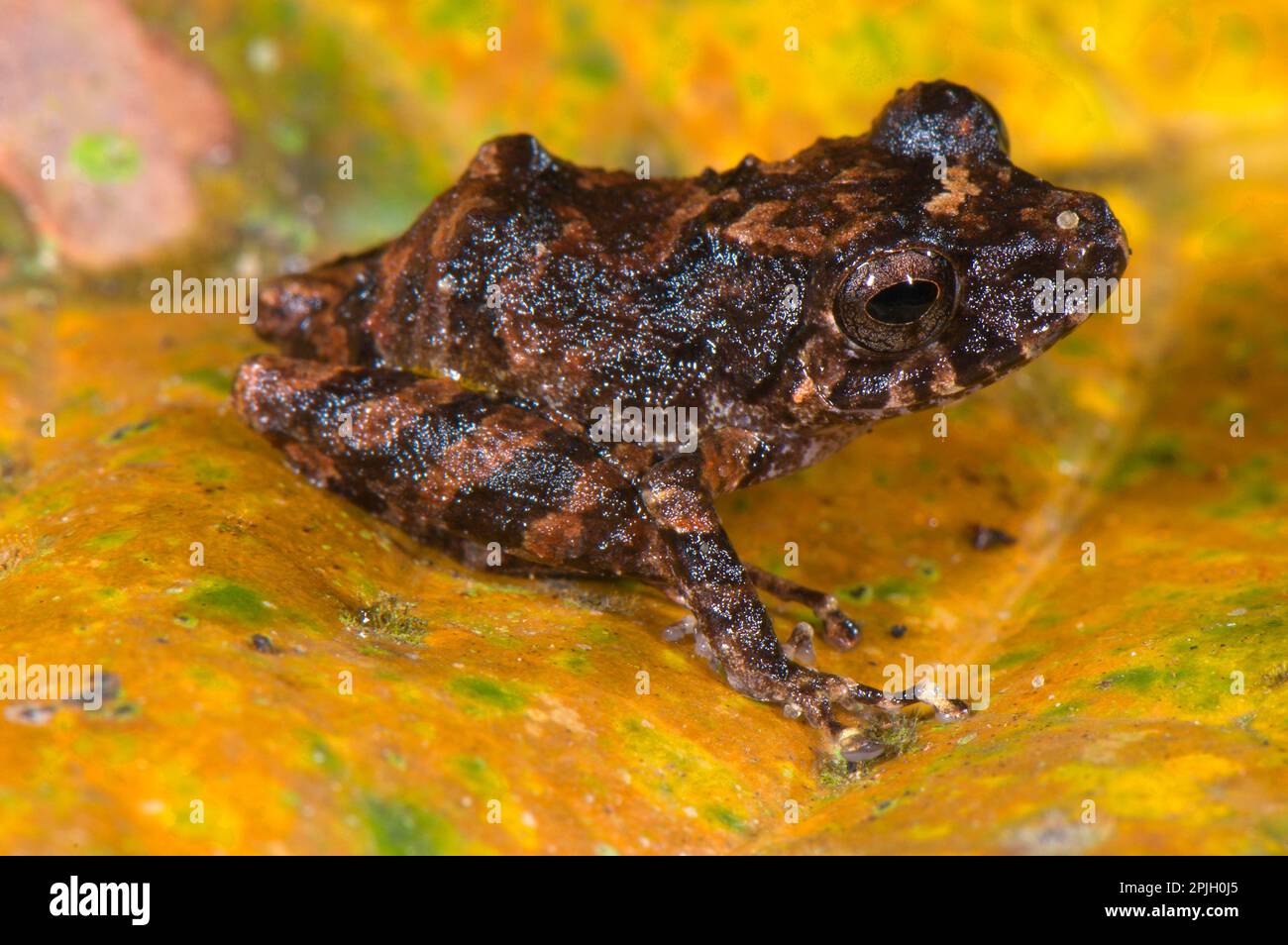 Rana predatoria di Carvalho (Pristimantis carvalhoi), seduta su foglia morta, stazione biologica di Los Amigos, Madre de Dios, Amazonia, Perù Foto Stock