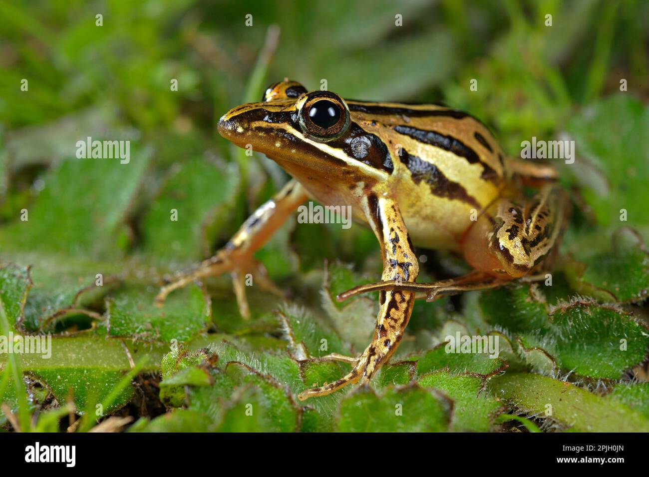 Bullrana, Bullrana, Anfibi, altri animali, rane, Animali, Banded Stream Frog (Strongylopus bonaescei) adulto, seduto sulle foglie, Sud Africa Foto Stock
