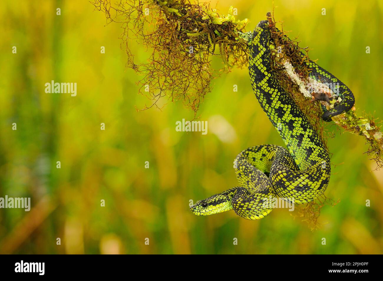 Vipera di bush nero-verde, vipera di bush nero e verde (Atheris nitschei), altri animali, serpenti velenosi, serpenti velenosi, rettili, Serpenti, animali Foto Stock