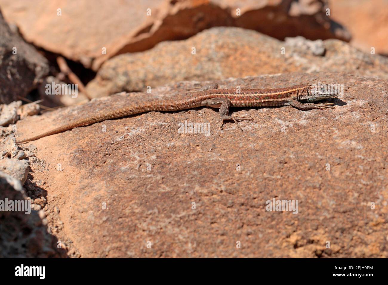 Lucertola delle Canarie orientali, lucertola dell'atlantico (Gallotia atlantica), lucertola delle Canarie orientali, lucertola dell'Atlantico, altri animali, rettili, Animali, lucertole Foto Stock