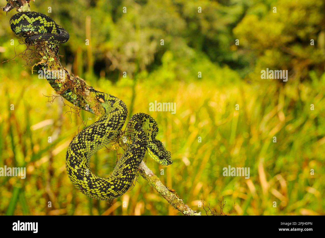 Vipera di bush nero-verde, vipera di bush nero e verde (Atheris nitschei), altri animali, serpenti velenosi, serpenti velenosi, rettili, Serpenti, animali Foto Stock