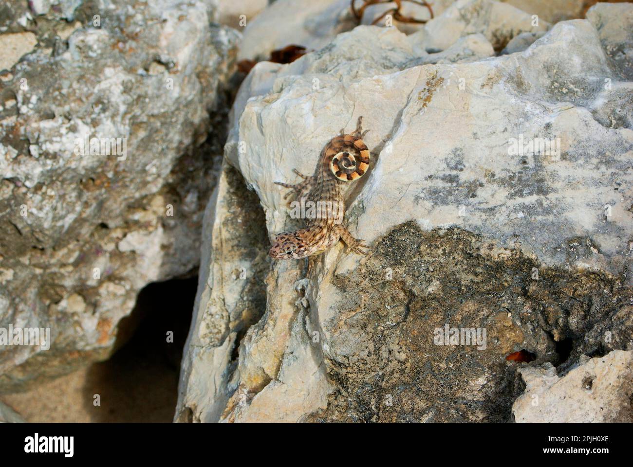 Cubano Brown a coda riccia Lizard (Leiocephalus cubensis) adulto, riposante sulla roccia, Jibacoa, Provincia Mayabeque, Cuba Foto Stock