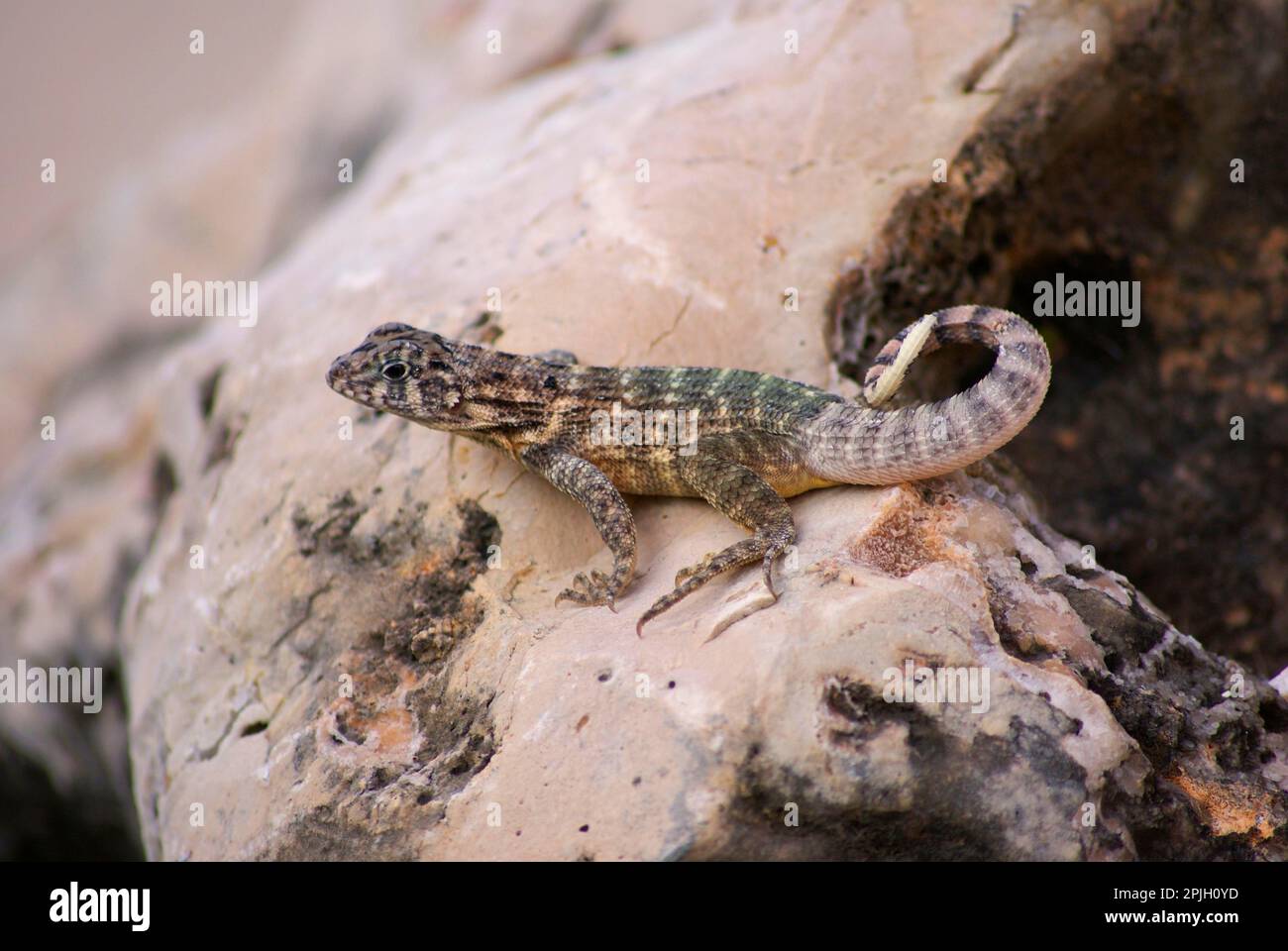 Cubano Brown a coda riccia Lizard (Leiocephalus cubensis) adulto, riposante sulla roccia, Jibacoa, Provincia Mayabeque, Cuba Foto Stock