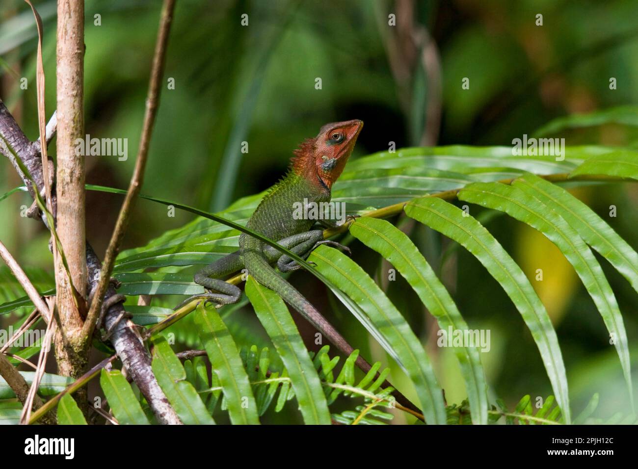 Lucertola di foresta verde comune (Calotes calotes), altri animali, rettili, animali, Foresta verde comune Lizard Sinharaja, Sri Lanka Foto Stock