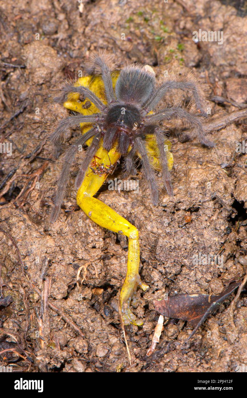 Giovane tarantola peruviana (Pamphobeteus spec.) Nutriti con la preda della rana di albero rapace (Scinax ictericus), Los Amigos Biological Station Foto Stock