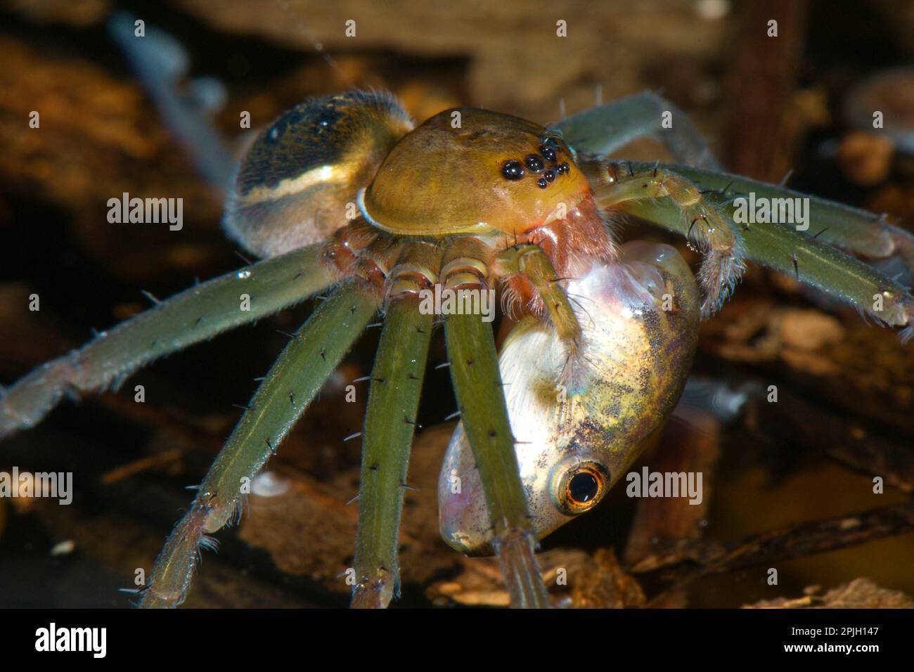 Altri animali, ragni, aracnidi, animali, ragni predatori, Spider da pesca (Dolomedes spec.) Adulto, nutrimento con preda di tadpole, Los Amigos biologico Foto Stock