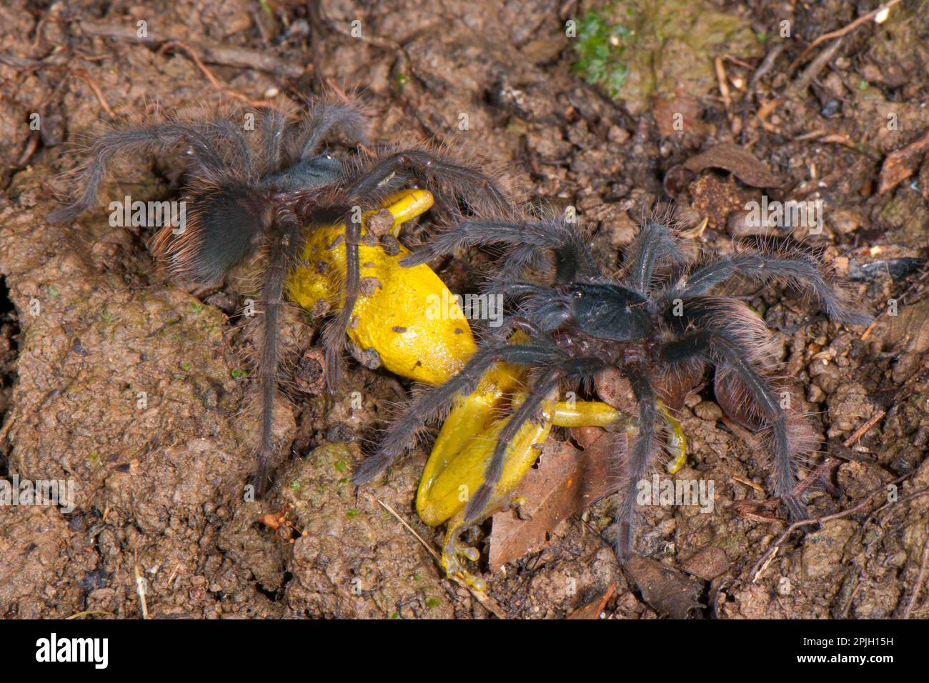 Tarantola peruviana (Pamphobeteus spec.) Due giovani che nutrono la preda della rana di albero snouted Amazzonia (Scinax ictericus), Los Amigos biologico Foto Stock