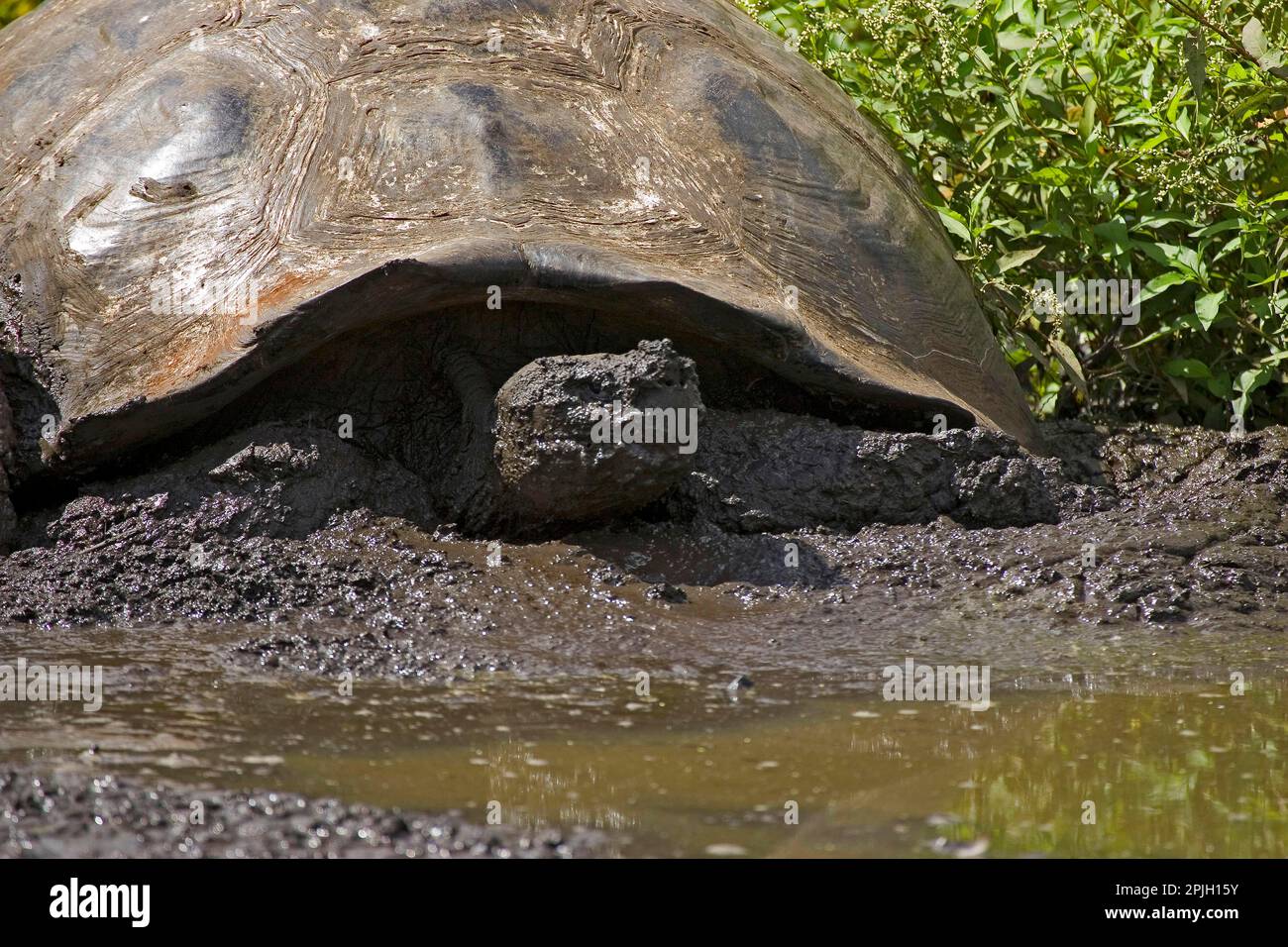 Testudo elefantopus porteri porteri porteri, Galapagos tartaruga gigante, Galapagos tartaruga elefante, Galapagos galapagos tartarughe giganti (Geochelone nigra) e Foto Stock