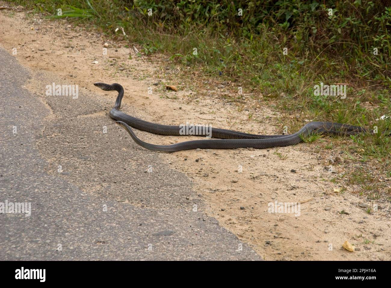 Serpente di ratto, serpenti di ratto, sommatore, animali altri, rettili, Serpenti, animali, Ratsnake Banded (Ptyas mucosa maximus) due adulti, Sri Lanka Foto Stock