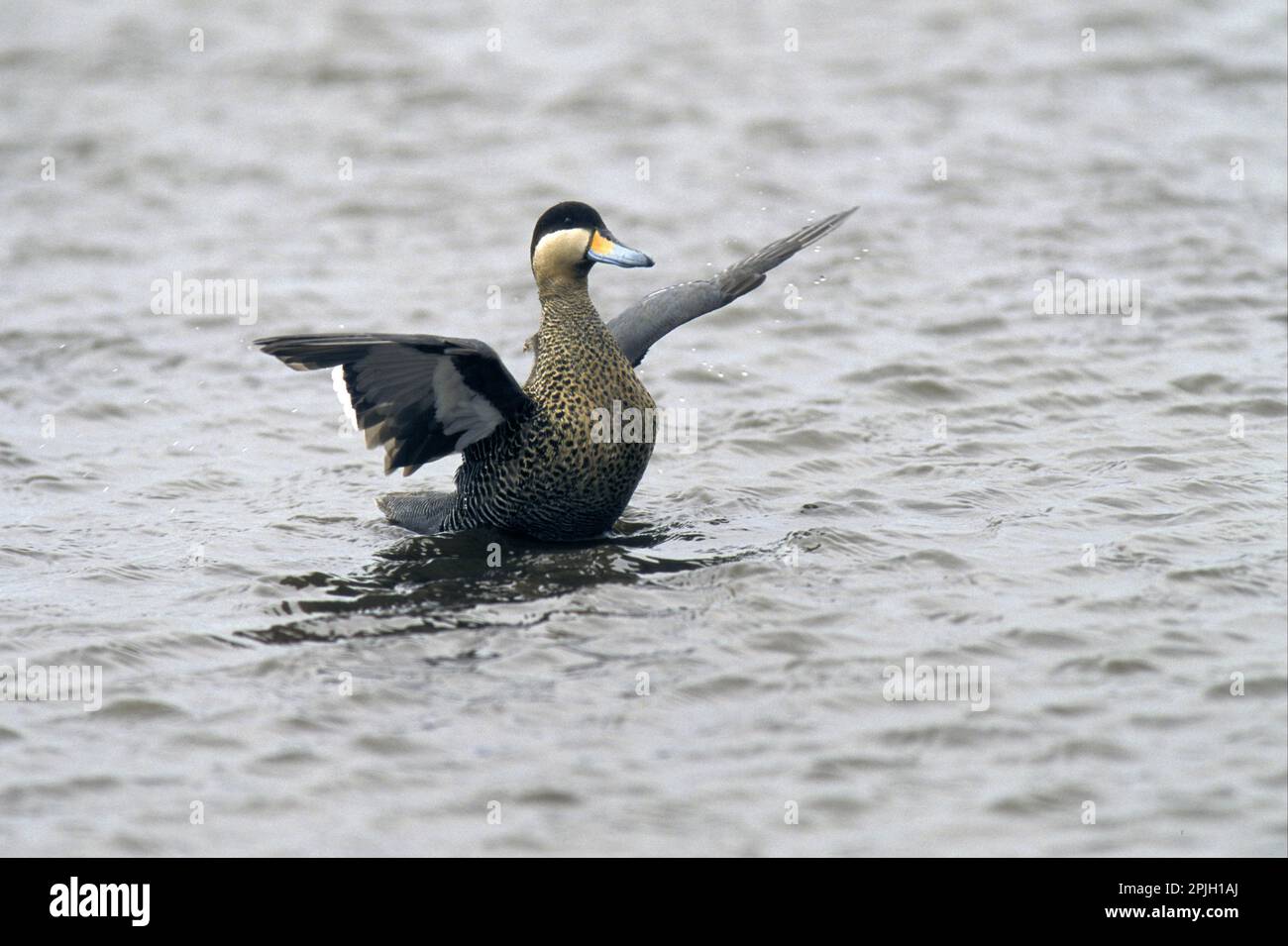 Anatra versicolor, anatra d'argento, Teal comune, anatre versicolor, anatre d'argento, Scooters comuni, anatre, uccelli dell'oca, animali, uccelli, Argento Teal (Ana Foto Stock