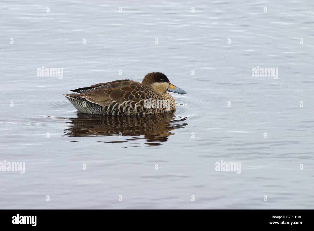 Anatra d'argento, anatre d'argento, anatre, oche, animali, Uccelli, Argento Teal (Anas versicolor fretensis) Falklands Foto Stock