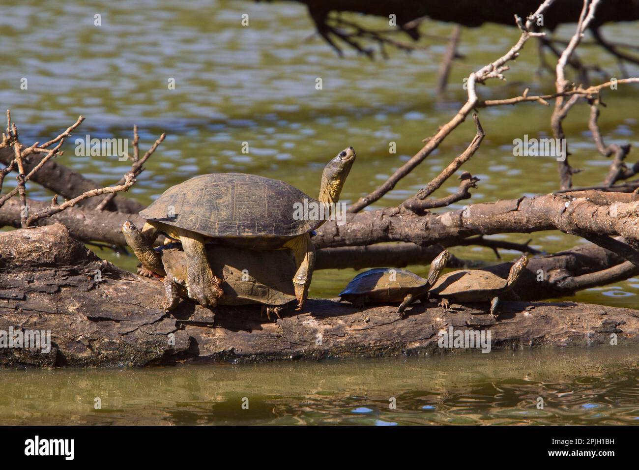 Altri animali, rettili, tartarughe, animali, tartarughe d'acqua, Tartaruga dura o Terrapin, Sri Lanka Foto Stock