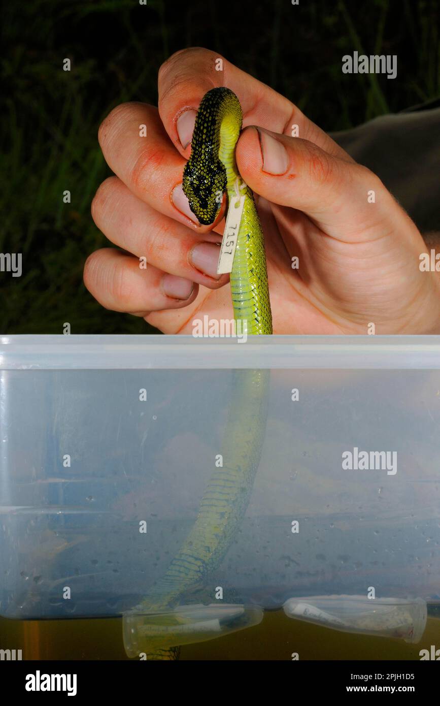 Un ricercatore che conserva l'alcool ha conservato il campione morto di Nitsche Bush Viper (Atheris nitschei) in etanolo, con campioni di tessuto per l'analisi molecolare Foto Stock