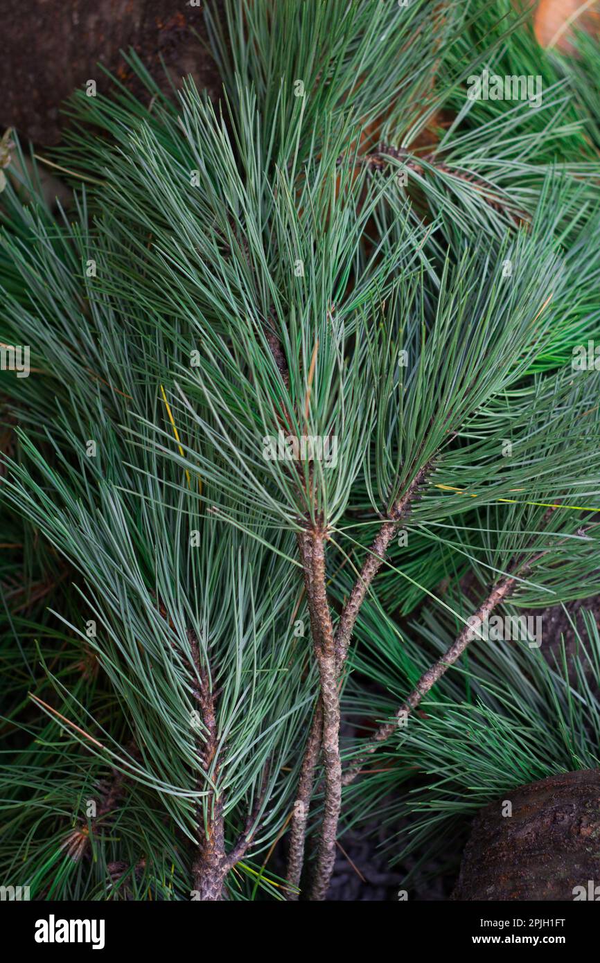 Ramo verde di un albero di conifere con aghi lunghi Foto Stock