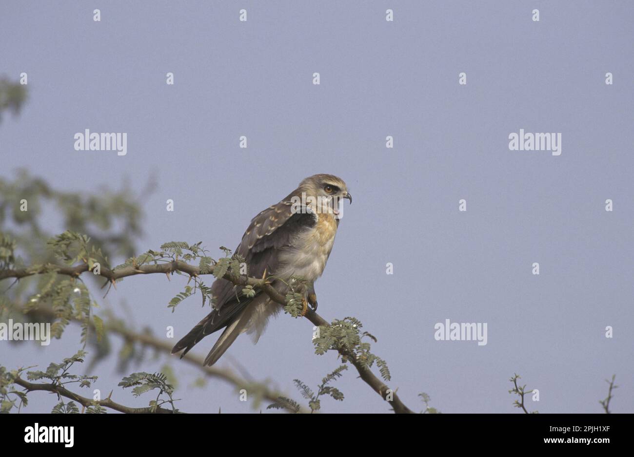 Aquilone dalle alette nere (Elanus caeruleus) il Giovanile chiama i genitori Foto Stock