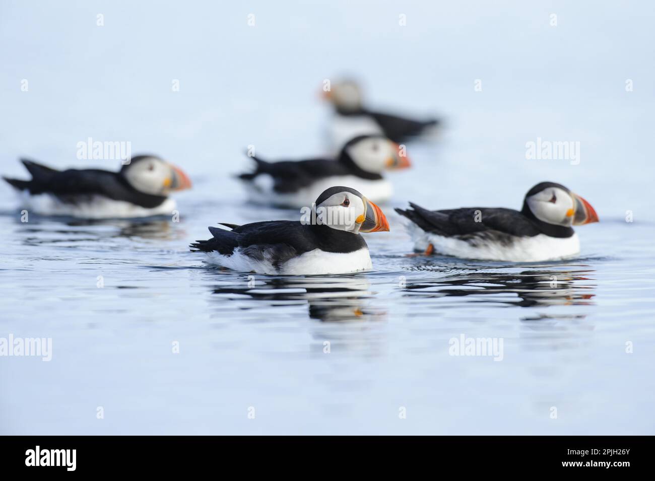 Puffin (Fratercula artica) cinque adulti, allevamento piumaggio, nuoto in mare, Flatey Island, Islanda Foto Stock