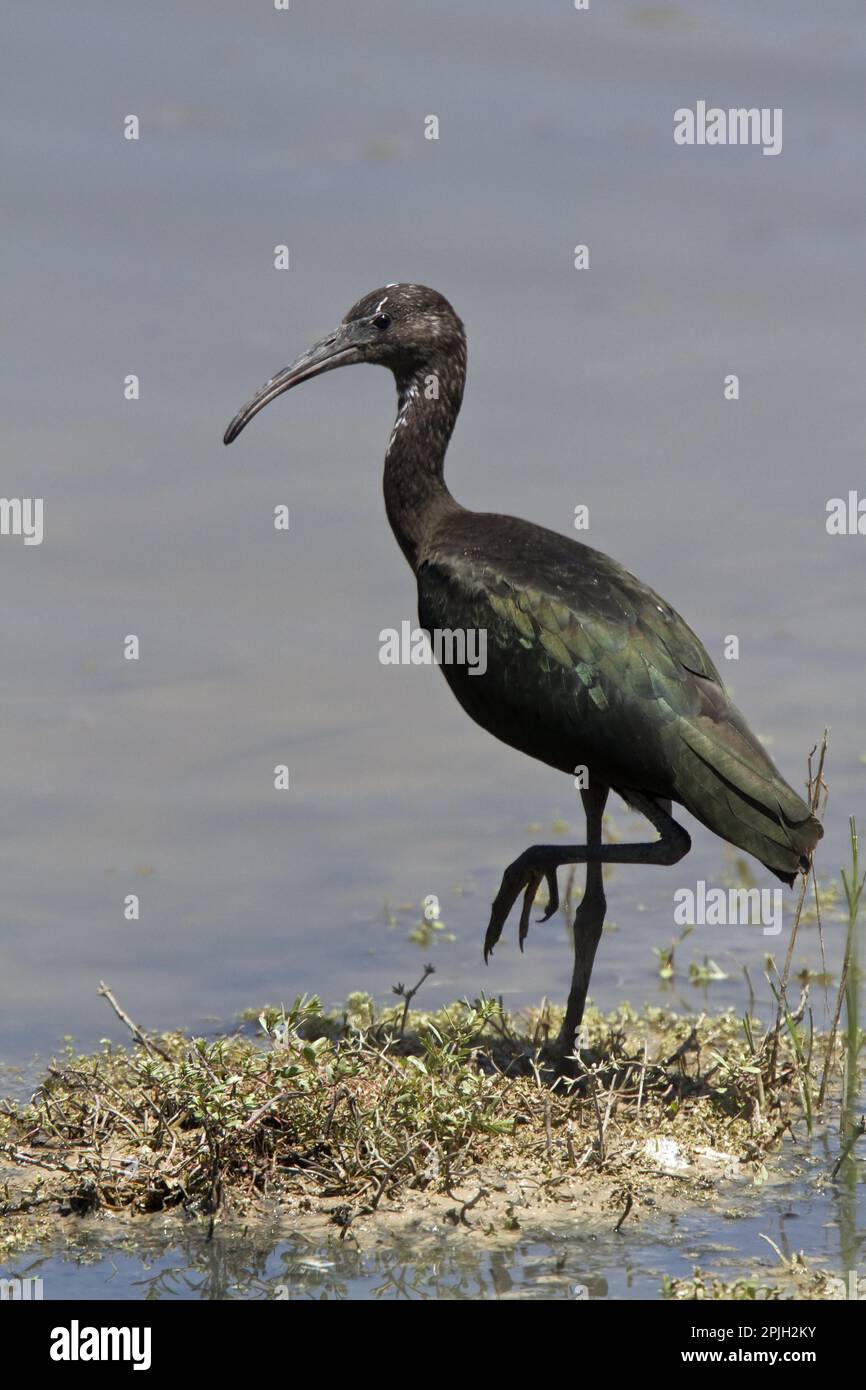Brown Sickler, Brown Sickler, Animali, Uccelli, Inverno piumaggio Glossy Ibis, Coto Donana, Spagna Foto Stock
