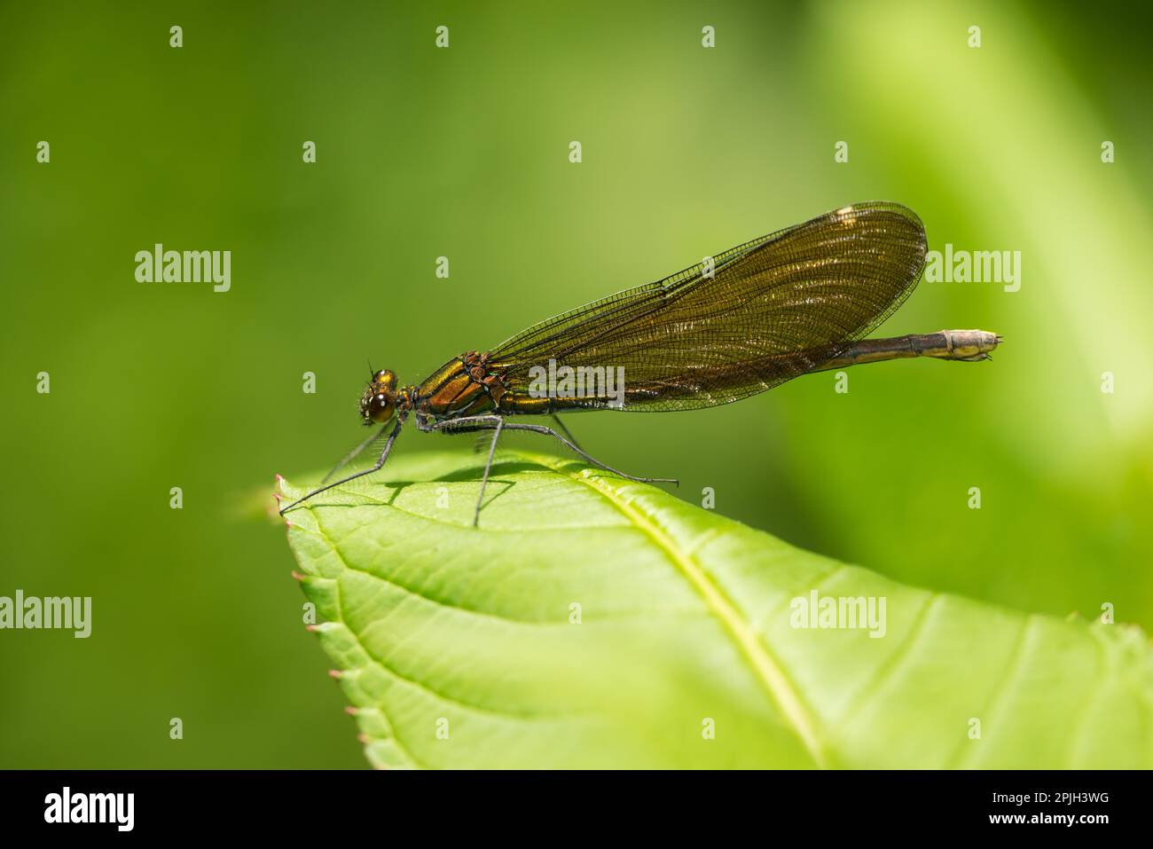 Bella Demoiselle (Calopteryx virgo), femmina Foto Stock