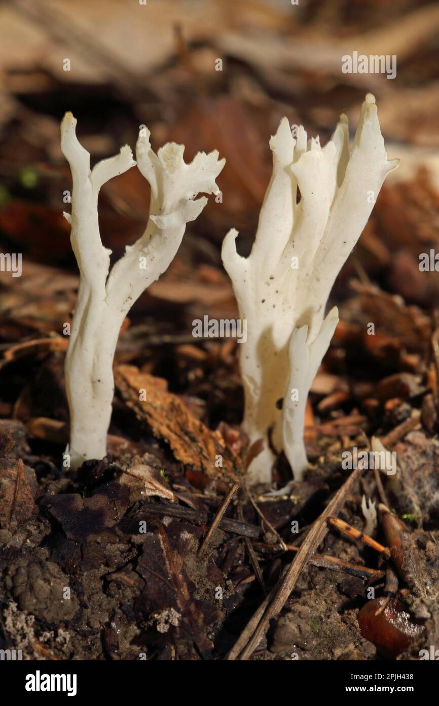 Fungo corallo bianco (Clavulina coralloides) Foto Stock