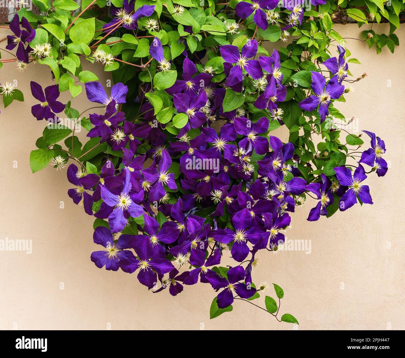 Clematis Vine viola in piena fioritura che scende lungo una recinzione in stucco. Foto Stock