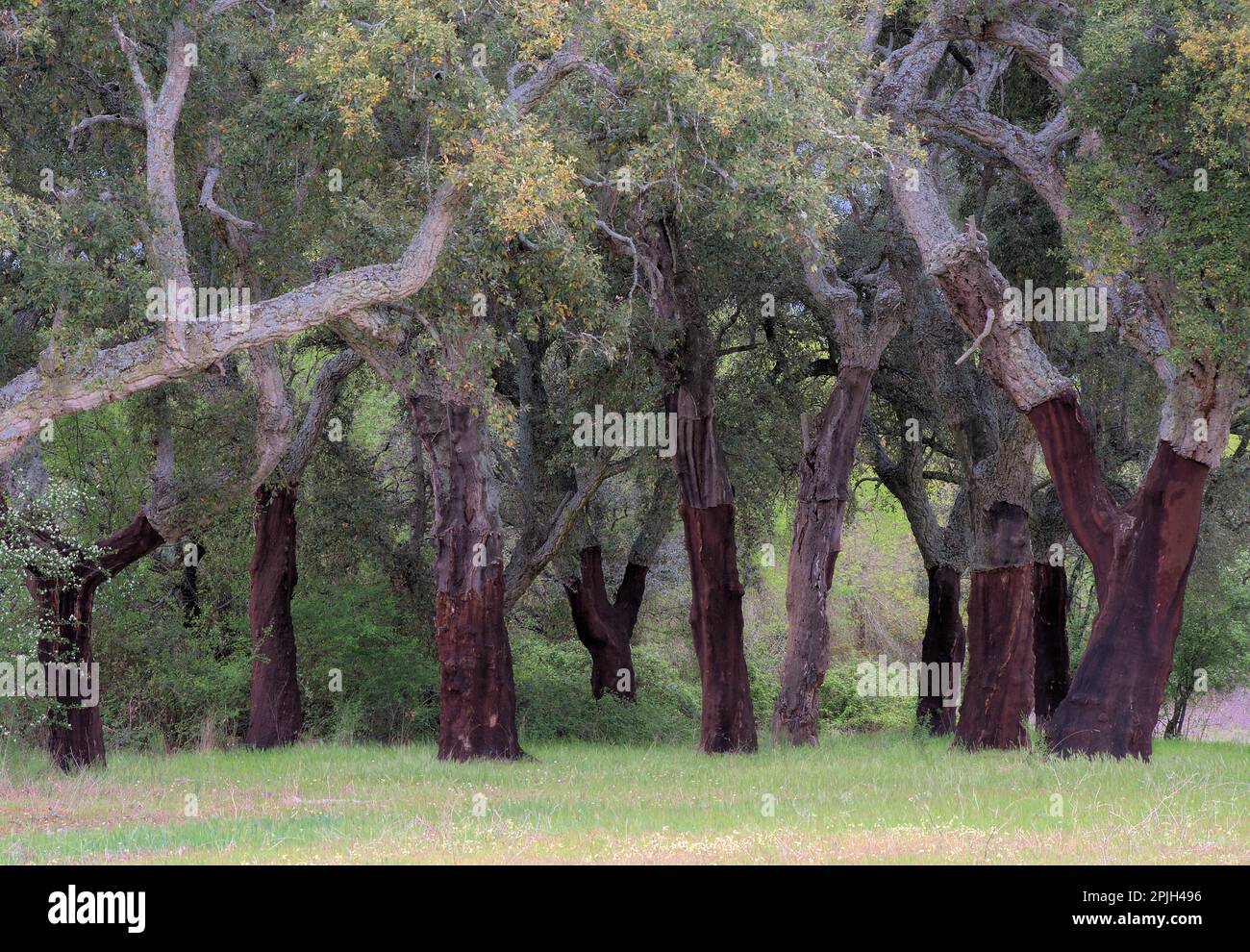 Quercia di sughero (Quercus suber) in Estremadura, Spagna Foto Stock