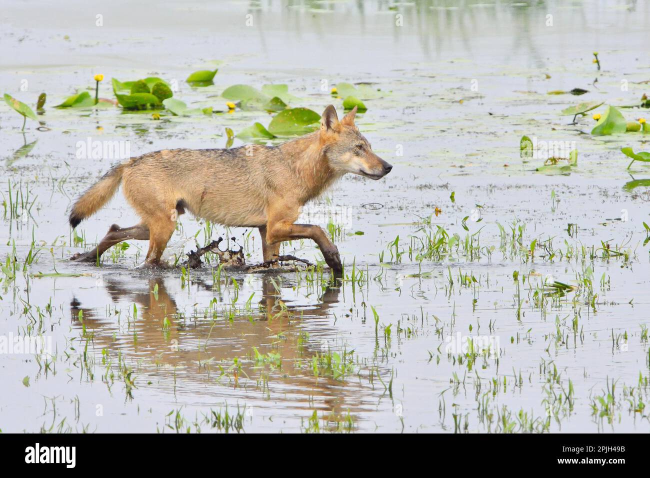 Lupo grigio (Canis lupus), Sassonia, Germania Foto Stock