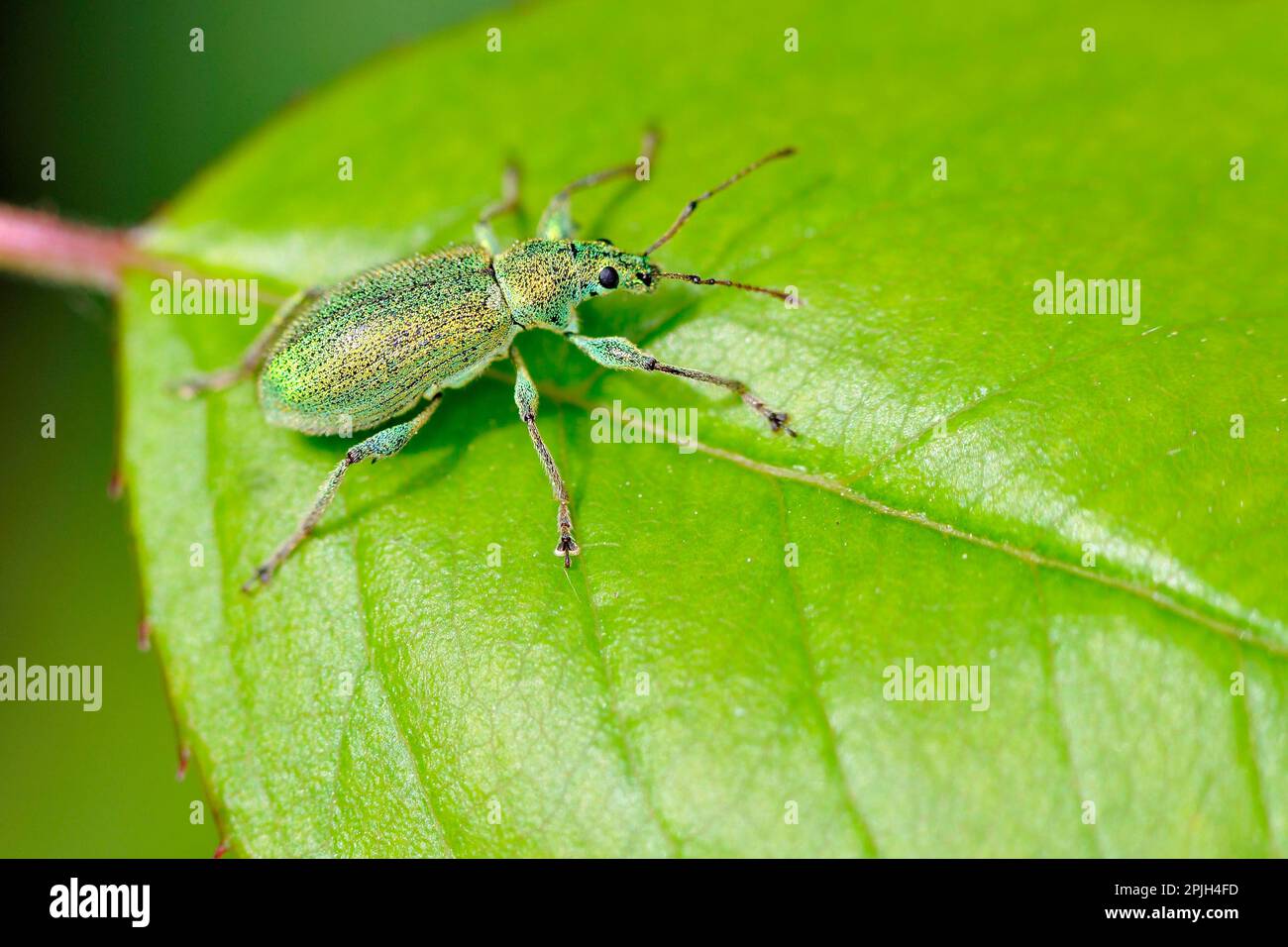 Scarabeo di ortica verde Foto Stock