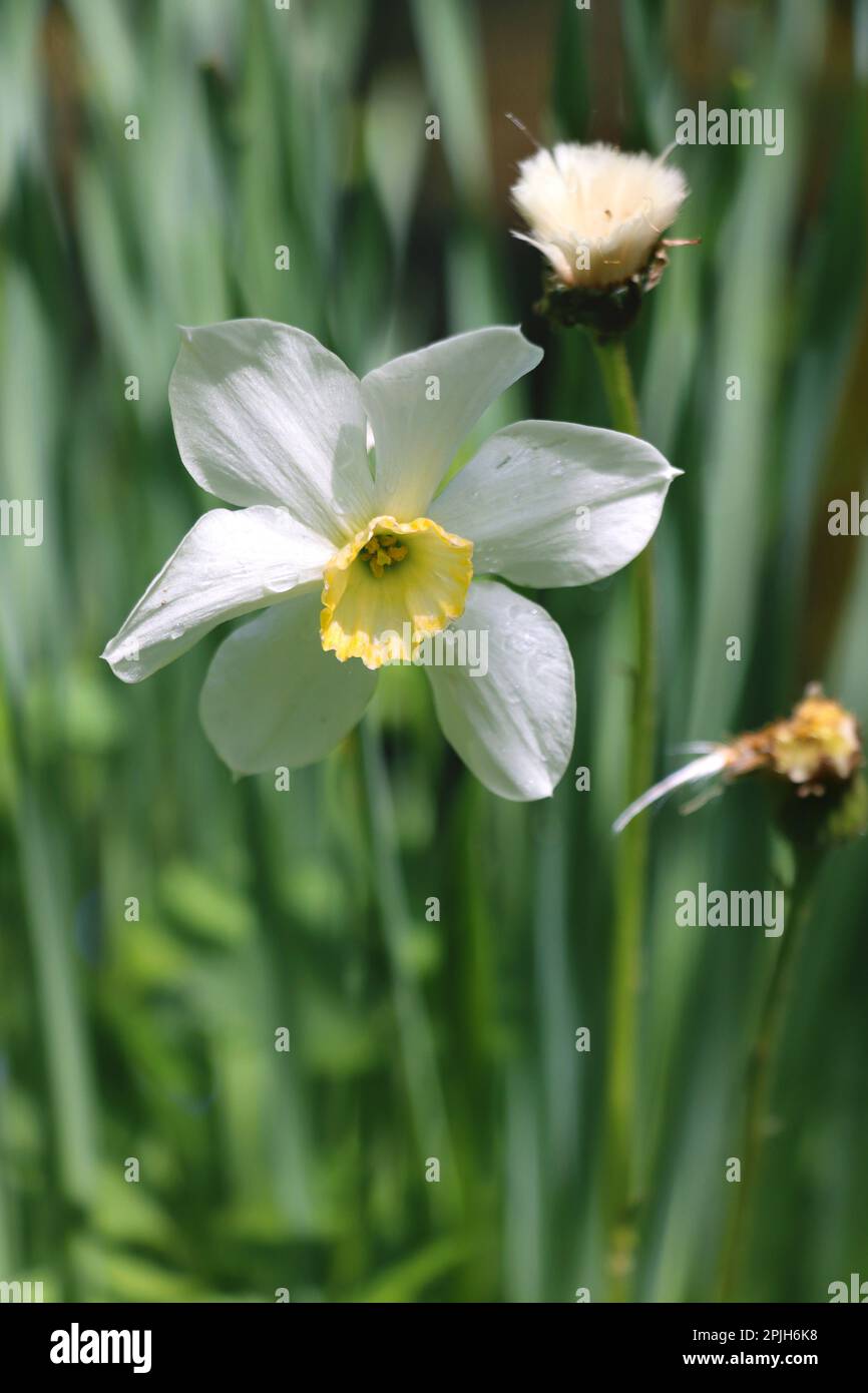 Il fiore di Narcissus è in erba verde. Foto Stock