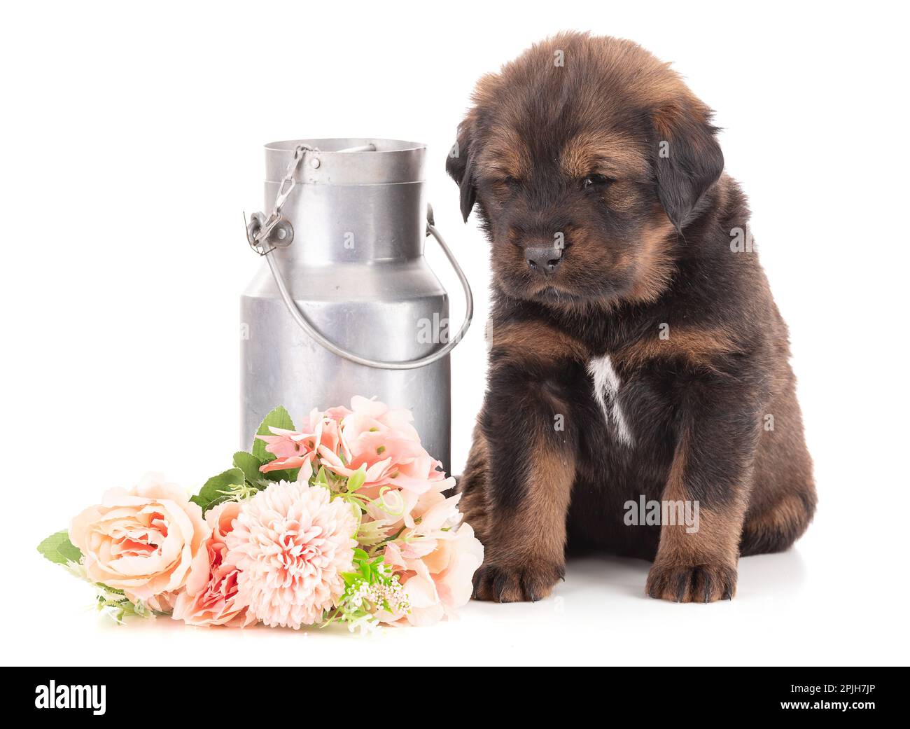 Cucciolo di una fattoria di doghe tibetana accanto a fiori e una vecchia bottiglia di latte su sfondo bianco Foto Stock