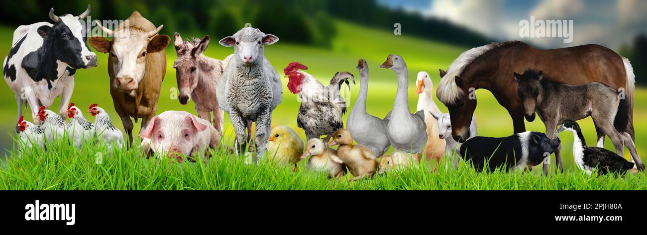 Un banner con animali domestici e animali da fattoria Foto Stock