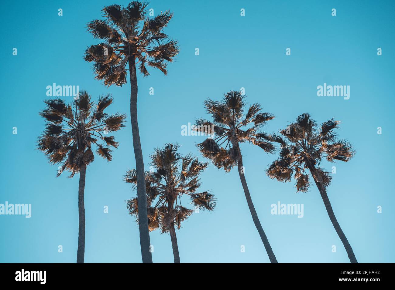 Palme sulla spiaggia di Santa Monica. Posteriore e bianco. Moda, viaggi, estate, vacanza e concetto di spiaggia tropicale. Foto Stock