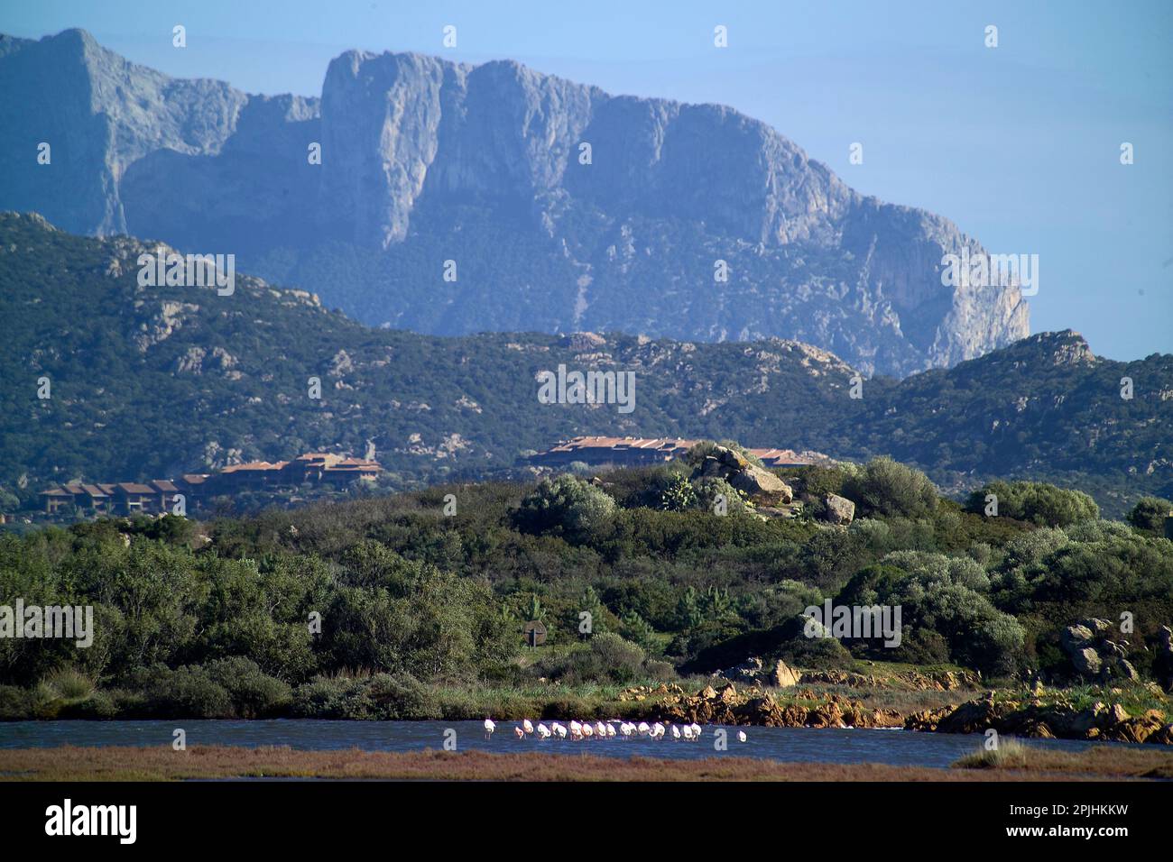 Fenicotteri nelle lagune di Porto Istana (Olbia). Sullo fondò l'Isola di tavolara Foto Stock